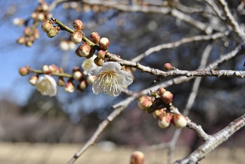 枝垂れ梅（白）