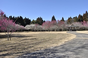四阿付近の様子