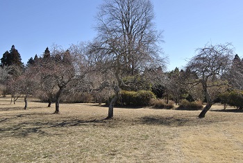 枝垂れ梅（ピンク）