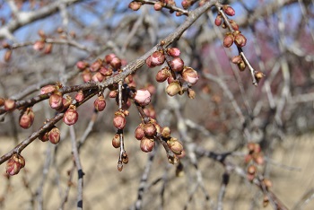 枝垂れ梅（ピンク）