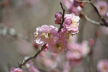 桜鏡