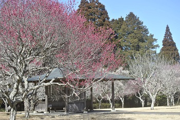 四阿付近の様子