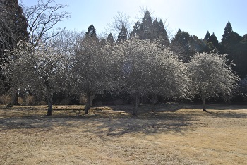 枝垂れ梅（白）
