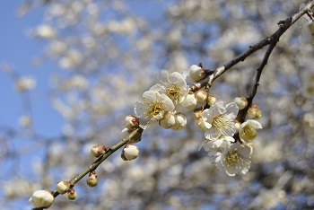 枝垂れ梅（白）
