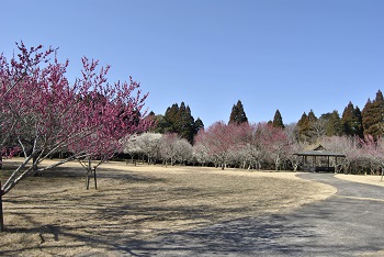 四阿付近の様子