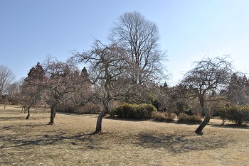 枝垂れ梅（ピンク）