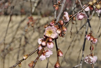 枝垂れ梅（ピンク））