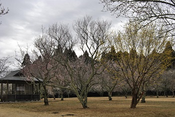 四阿付近の様子