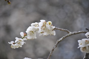 枝垂れ梅（白）