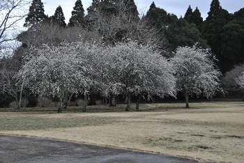 枝垂れ梅（白）