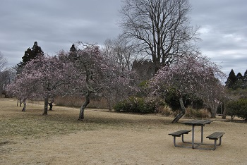 藤牡丹枝垂（ピンク）