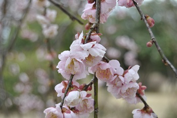 藤牡丹枝垂（ピンク）