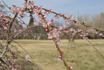 藤牡丹枝垂（ピンク）