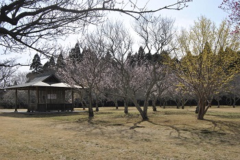 四阿付近の様子