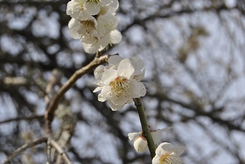 枝垂れ梅（白）