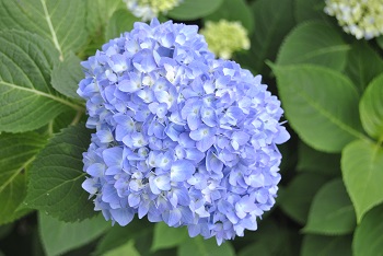 セイヨウアジサイ