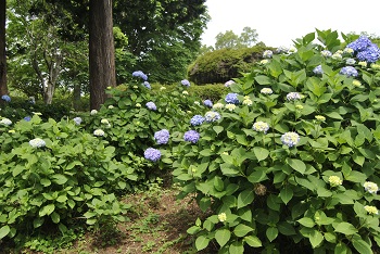 セイヨウアジサイ