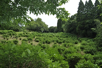 落葉広葉樹林側