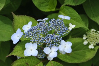 早咲きのガクアジサイ