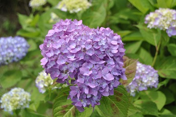 セイヨウアジサイ