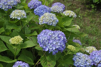 セイヨウアジサイ