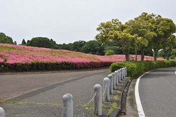 第2駐車場へと向かう園路脇