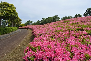 サイクリングコース