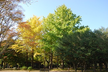 昭和の森