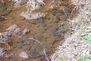 ニホンアカガエルの卵