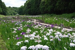 ハナショウブ園