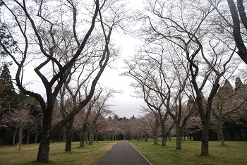 お花見広場の様子