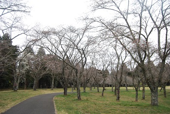 お花見広場の様子