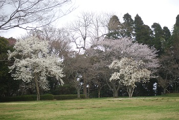 コブシとヤマザクラ