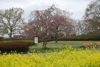 シダレザクラとナノハナ