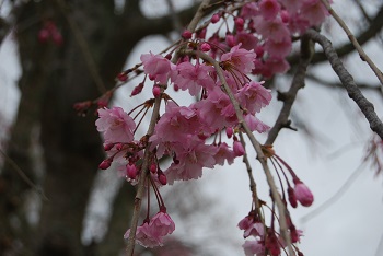 シダレザクラ
