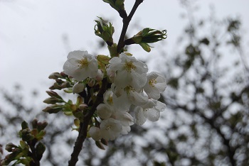 シダレザクラと白雪