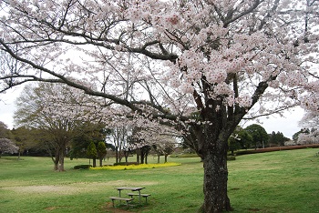 ナノハナとソメイヨシノ