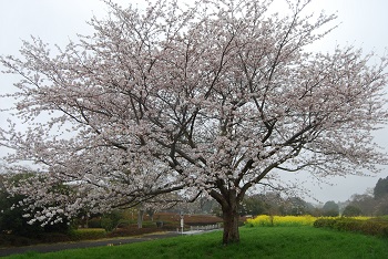 昭和の森入り口付近