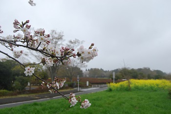 ソメイヨシノとナノハナ
