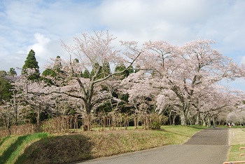 お花見広場入り口