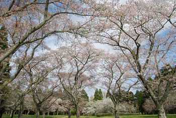 お花見広場