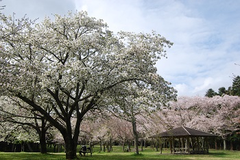 白雪とソメイヨシノ