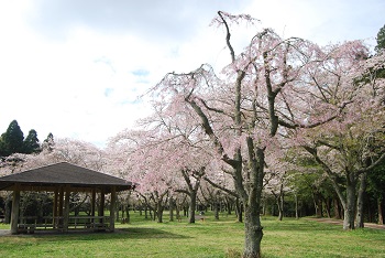 四阿とシダレザクラ