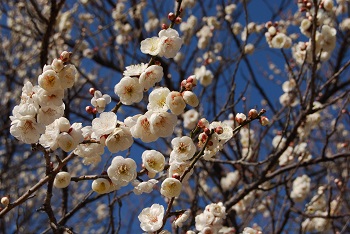 八重咲きの白梅