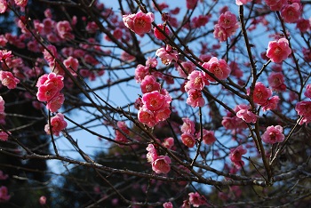八重咲きの紅梅