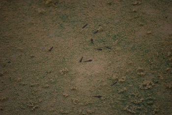 オタマジャクシ