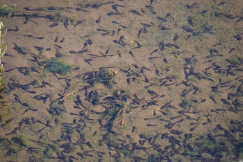 オタマジャクシ