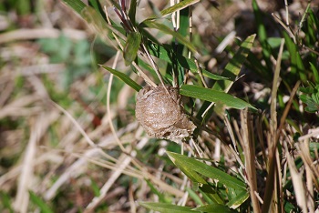 カマキリの卵