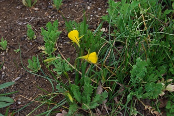 ペチコートスイセン