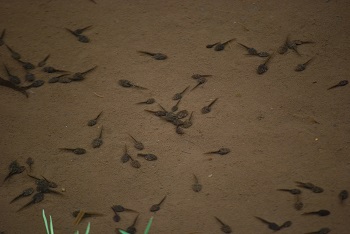 オタマジャクシ